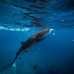 Tiger Shark Diving Maldives