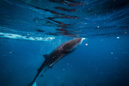 Tiger Shark Diving Maldives