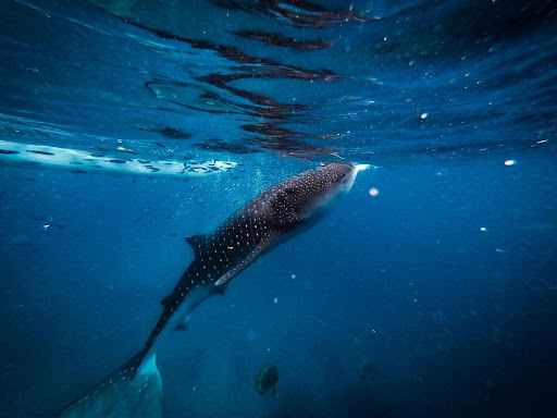 Tiger Shark Diving Maldives